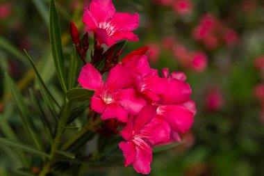 Çiçek açan Pembe Oleander çiçekleri (Oleander Nerium) kapat