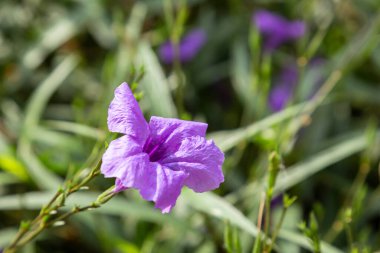 Ruellia Simplex, Mexico Petunia, Mexico BlueBell, Britton Wild Petunia (Ruellia Angustifolia) 'nın yakın plan mor çiçekleri vahşi doğada çiçek açıyor.