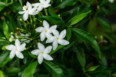 Gerdenia Crape Jasmine, Gardenya Jasminoides, gündoğumu saatinde ışık efektli güzel beyaz çiçek.
