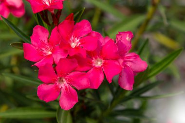 Çiçek açan Pembe Oleander çiçekleri (Oleander Nerium) kapat