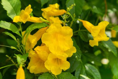 Sarı yaşlı, trompet çalısı, trompet çiçeği, sarı trompet çiçeği, sarı trompet çalısı