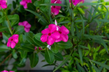 Plox 'un mor alev çiçekleri (Phlox paniculata)
