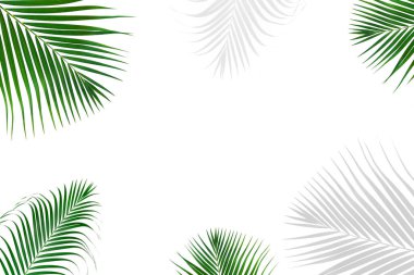 Beyaz arka plandaki renkli tropikal yapraklardan yaratılmış yaratıcı desenler. Kopya alanı ile en az benzersiz yaz konsepti