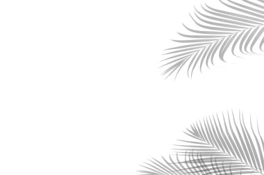 Beyaz bir arka planda soyut siyah beyaz palmiye yaprağı gölgesi. Boş kopyalama alanı.