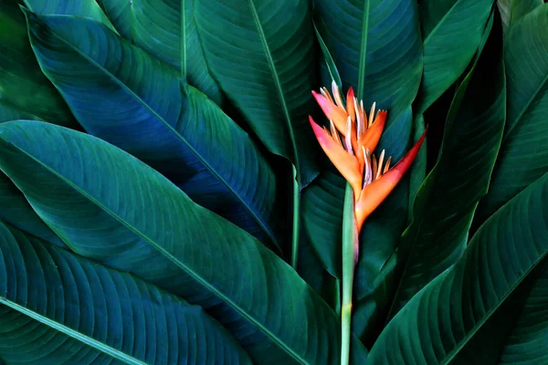 Flor Colorida Folhagem Tropical Escura Natureza Fundo — Fotografia de Stock