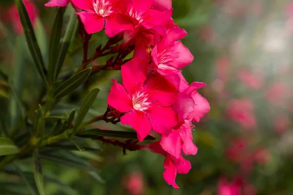 Квіти Рожевого Олеандра Oleander Nerium Закриваються — стокове фото