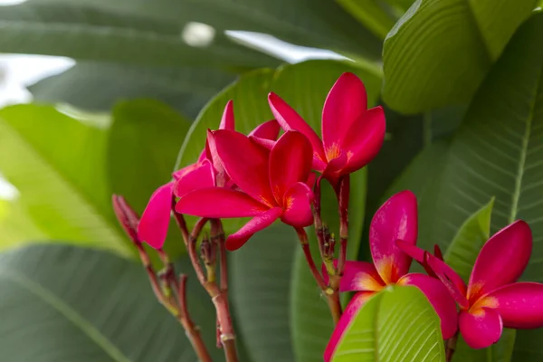 Sıcak Pembe Plumeria Çiçekleri Frangipani Çiçekleri Huzurlu Bir Tapınakta Çok — Stok fotoğraf