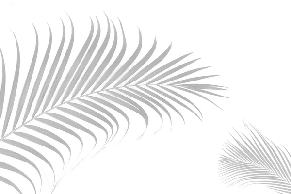 Beyaz bir arka planda soyut siyah beyaz palmiye yaprağı gölgesi. Boş kopyalama alanı.