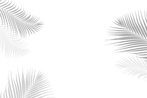 Beyaz Bir Arka Planda Soyut Siyah Beyaz Palmiye Yaprağı Gölgesi — Stok fotoğraf