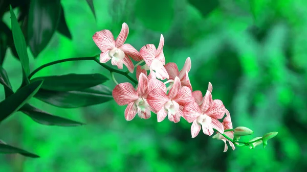 Photos Beautiful Orchids Nature — Stock Photo, Image
