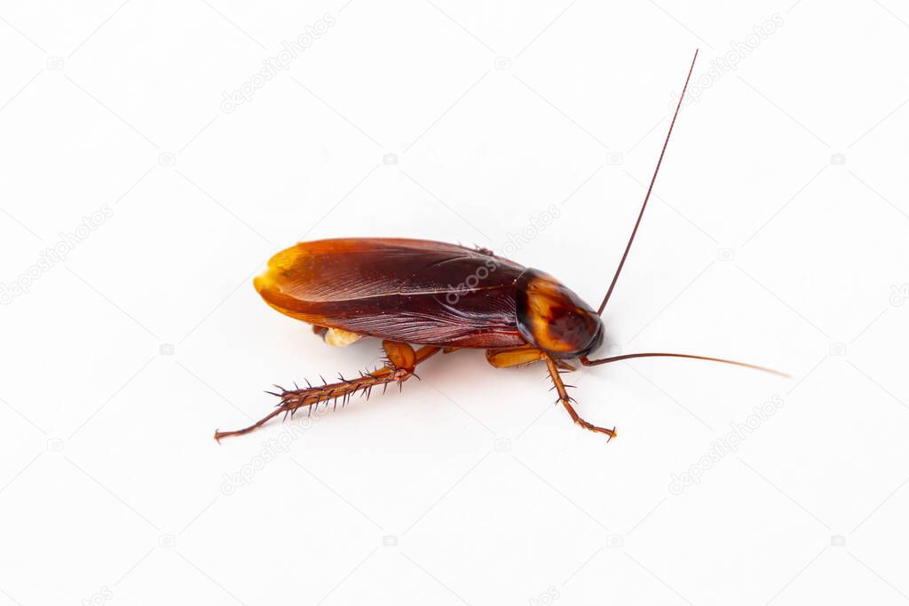 cockroach isolated on white background (top view)