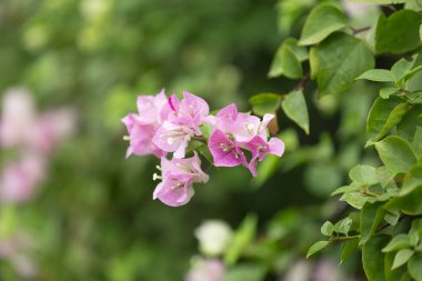 Bougainvillea çiçekleri, renkli ve renkli çiçekler. Yağmurdan sonra güneş açar. Güzel bir arka plan ve metin alanı.