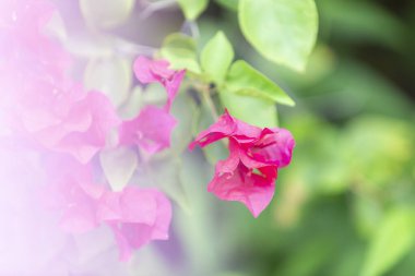 Bougainvillea çiçekleri, renkli ve renkli çiçekler. Yağmurdan sonra güneş açar. Güzel bir arka plan ve metin alanı.