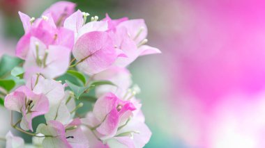 Bougainvillea çiçekleri, renkli ve renkli çiçekler. Yağmurdan sonra güneş açar. Güzel bir arka plan ve metin alanı.