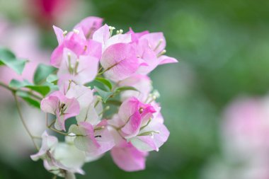 Bougainvillea çiçekleri, renkli ve renkli çiçekler. Yağmurdan sonra güneş açar. Güzel bir arka plan ve metin alanı.