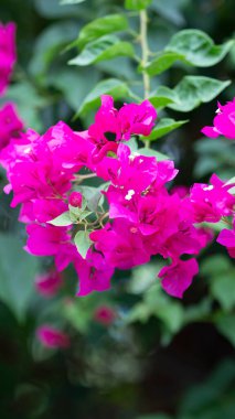 Bougainvillea çiçekleri, renkli ve renkli çiçekler. Yağmurdan sonra güneş açar. Güzel bir arka plan ve metin alanı.