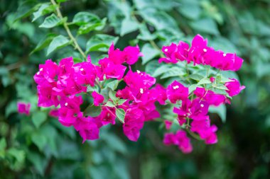 Bougainvillea çiçekleri, renkli ve renkli çiçekler. Yağmurdan sonra güneş açar. Güzel bir arka plan ve metin alanı.