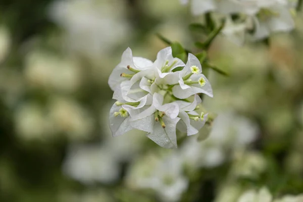 Bougainvillea Kwiaty Kolorowe Kolorowe Kwiaty Słońce Kwitnie Deszczu Piękne Tło — Zdjęcie stockowe