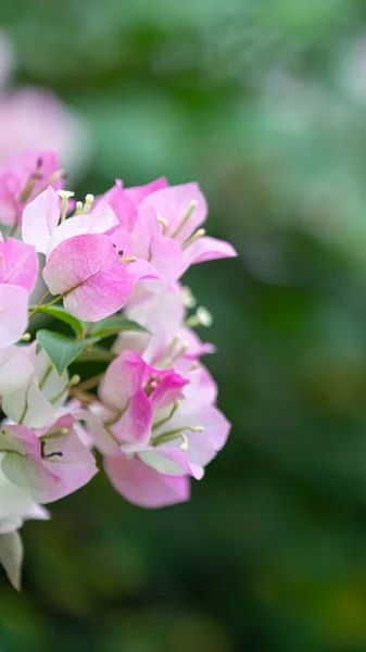 Bougainvillea Flowers Colorful Colorful Flowers Sun Blooms Rain Beautiful Nature — Stock Photo, Image