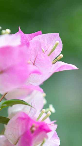 Bougainvillea çiçekleri, renkli ve renkli çiçekler. Yağmurdan sonra güneş açar. Güzel bir arka plan ve metin alanı.