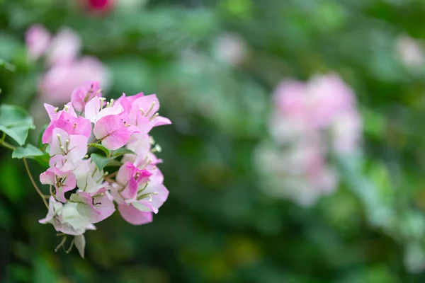 Bougainvillea çiçekleri, renkli ve renkli çiçekler. Yağmurdan sonra güneş açar. Güzel bir arka plan ve metin alanı.