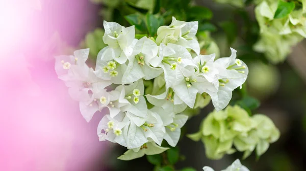 Bougainvillea flowers, colorful and colorful flowers. The sun blooms after the rain Beautiful nature background with text space