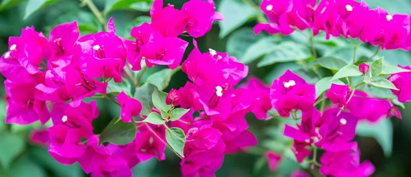 Bougainvilliers Fleurs Fleurs Colorées Colorées Soleil Fleurit Après Pluie Beau — Photo