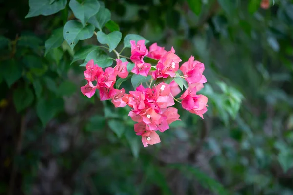 Flores Buganvillas Flores Coloridas Coloridas Sol Florece Después Lluvia Hermoso —  Fotos de Stock