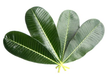 Frangipani 'nin Yeşil Önü ve Arkası, izole edilmiş beyaz arkaplanda yakın plan çekimleri.