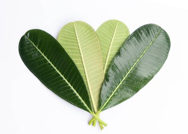 Frangipani 'nin Yeşil Önü ve Arkası, izole edilmiş beyaz arkaplanda yakın plan çekimleri.