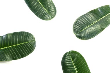 Yeşil tesisatçılar önden ve arkadan ayrılırlar. İzole edilmiş beyaz arkaplan üzerinde İleti alanı ve envanter alanı kopyala