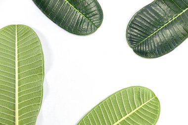 Yeşil tesisatçılar önden ve arkadan ayrılırlar. İzole edilmiş beyaz arkaplan üzerinde İleti alanı ve envanter alanı kopyala