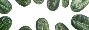 Yeşil tesisatçılar önden ve arkadan ayrılırlar. İzole edilmiş beyaz arkaplan üzerinde İleti alanı ve envanter alanı kopyala