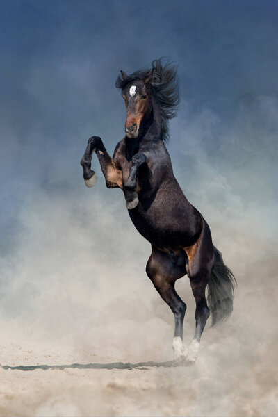 Bay stallion with long mane  rearing up in desert sand 