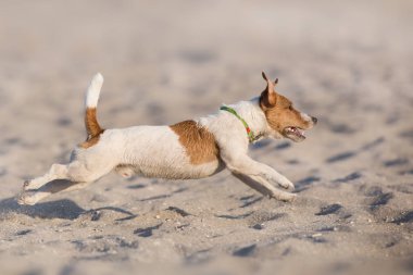Jack Russell deniz kıyısında koşan teriyer köpeği.