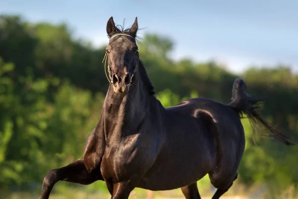 Черная Лошадь Крупным Планом Портрет Движении Открытом Воздухе — стоковое фото