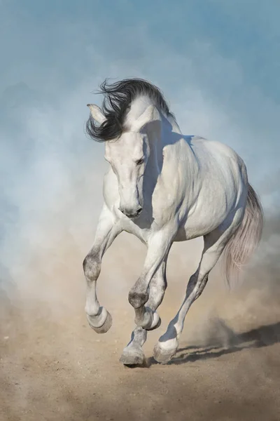 Caballo Blanco Galope Polvo Del Desierto Contra Cielo Azul —  Fotos de Stock