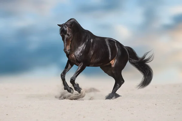 Garanhão Preto Com Crina Longa Executado Poeira Deserto Contra Céu — Fotografia de Stock