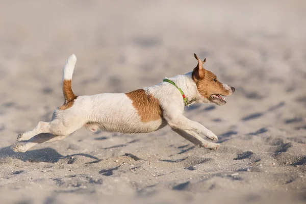 海のビーチを走るジャック ラッセル テリア ドッグ — ストック写真