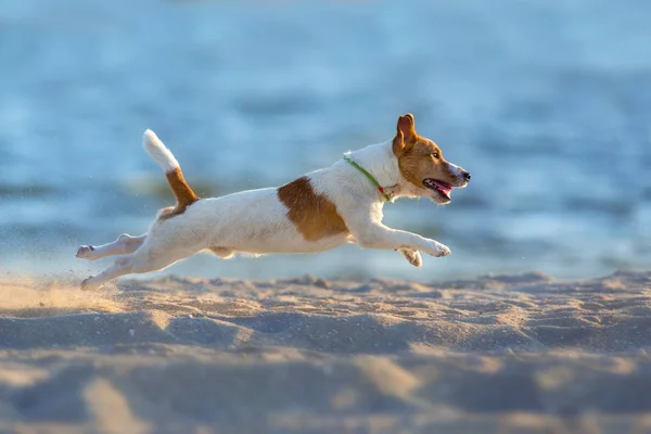 Jack Russell Deniz Kıyısında Koşan Teriyer Köpeği — Stok fotoğraf