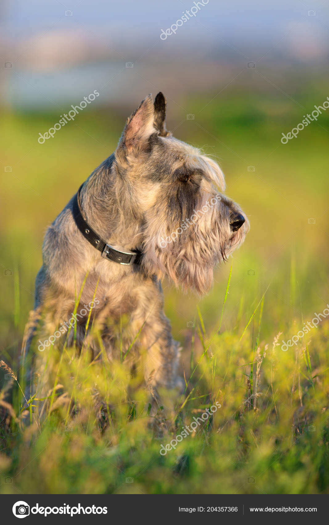 cachorro schnauzer riesen fechar