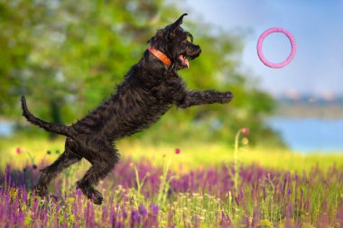 Schnauzer köpek atlamak ve ada çayı çiçekler alanındaki çalıştırın