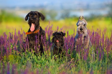 Riesen mitel zwerg schnauzer köpeği menekşe çiçekleriyle portreyi kapat