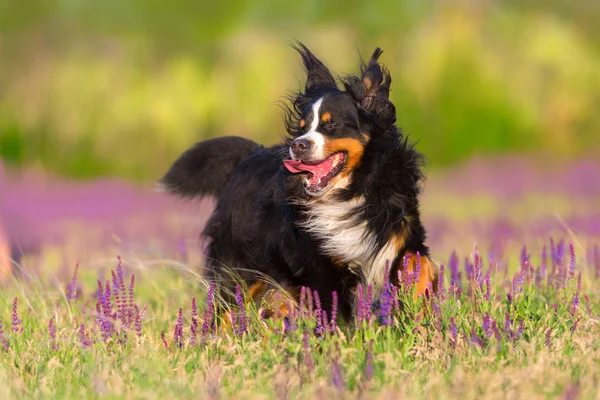 Bernese Mountain Dog Corre Campo Flores Violetas —  Fotos de Stock