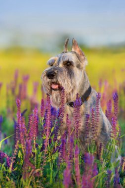 Riesen schnauzer köpek yakın mor çiçekler portre çekim