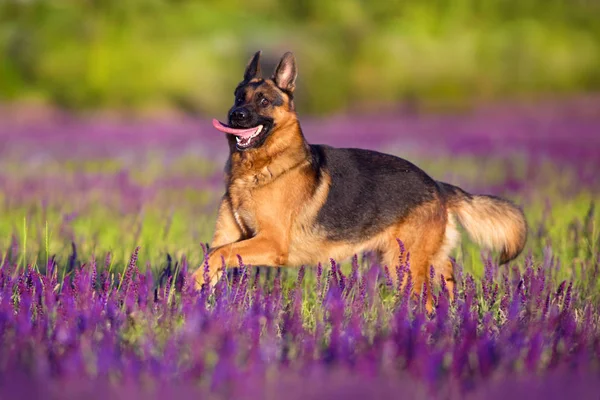 Shephard Dog Run Fast Violet Flowers — Stock Photo, Image