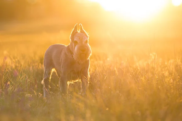 Riesen Schnauzer Perro Cerca Retrato Flores Violetas — Foto de Stock