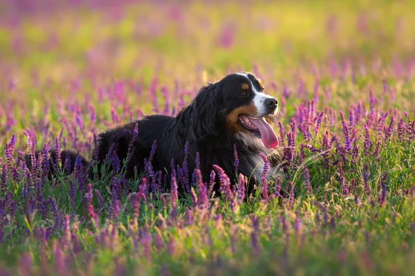 Bernese Mountain Dog Yacía Campo Flores Violetas Luz Del Atardecer —  Fotos de Stock