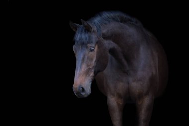 Siyah arka planda izole edilmiş Bay Horse portresi