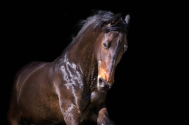 Siyah arka planda izole edilmiş Bay Horse portresi